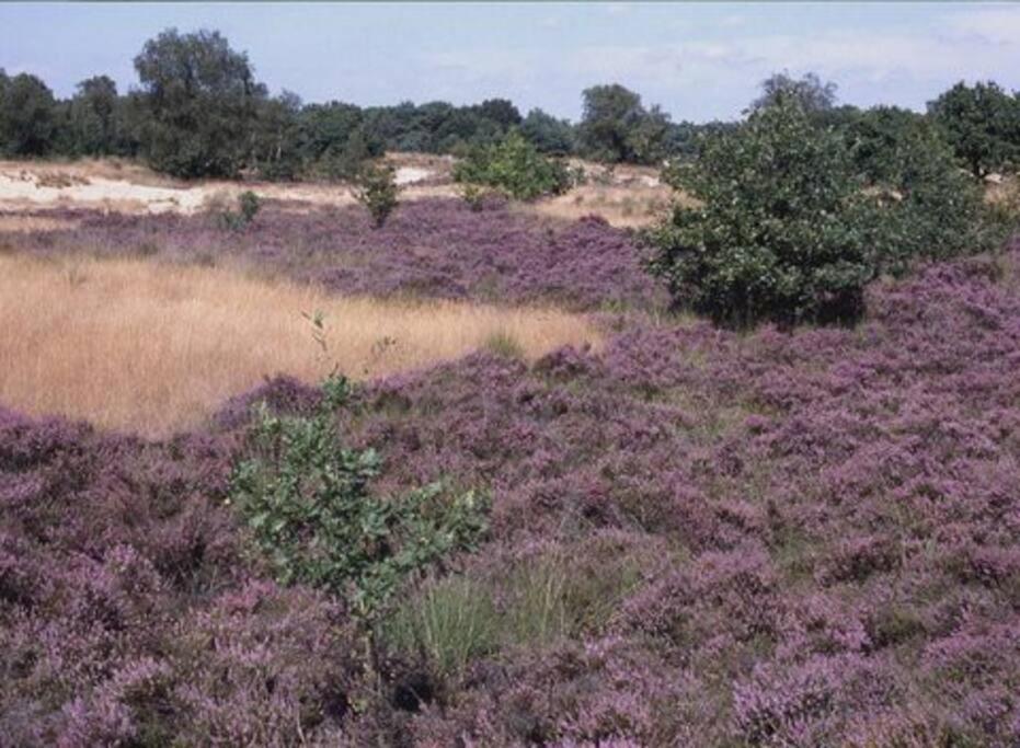 Natuurhuisje Oisterwijk Βίλα Εξωτερικό φωτογραφία